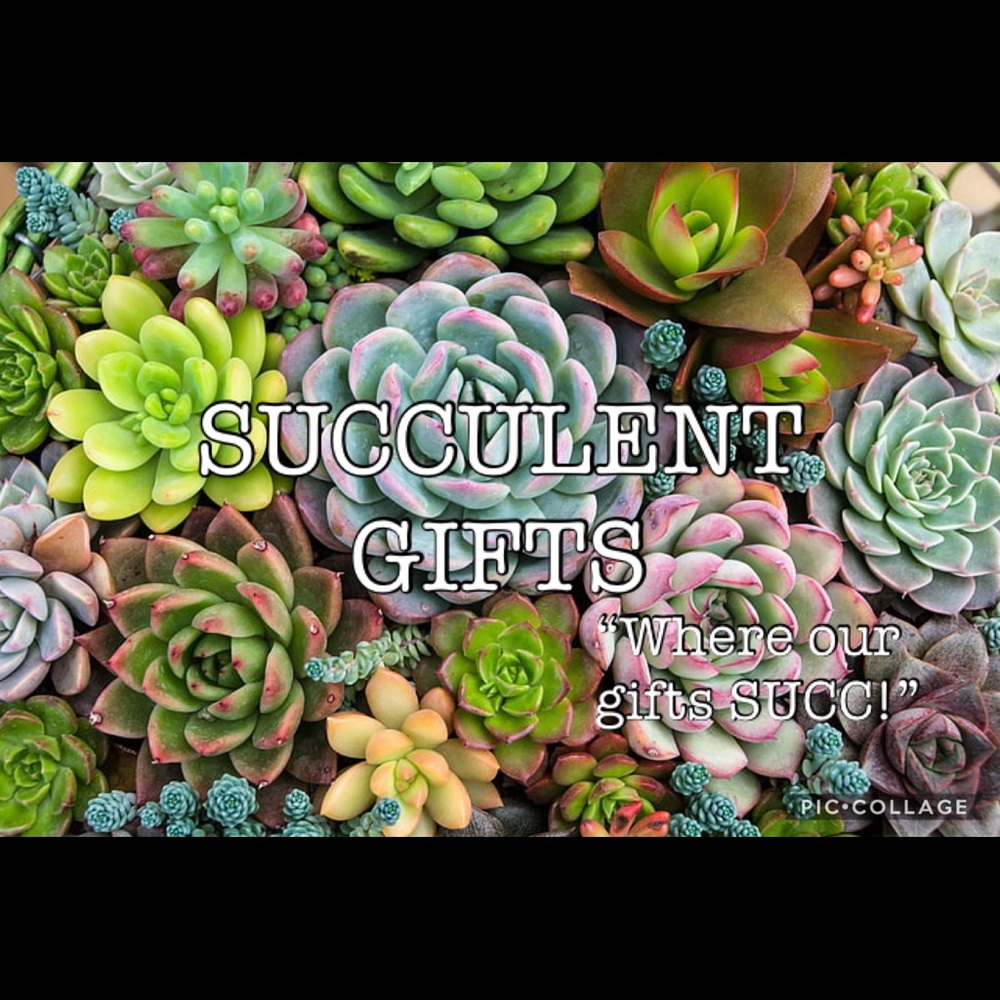 Succulent in a MUG GIFTS!!!